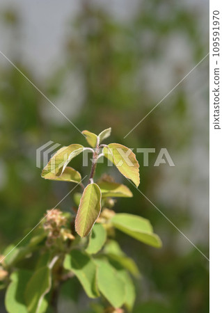 Alder-leaved serviceberry Obelisk Alder-leaved serviceberry Obelisk 109591970