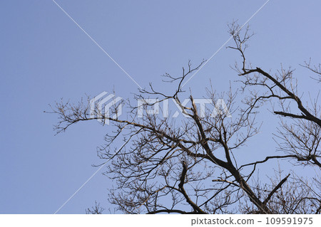 Norway maple 109591975