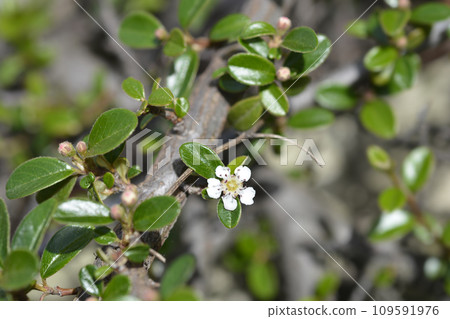 Bearberry cotoneaster Bearberry cotoneaster 109591976