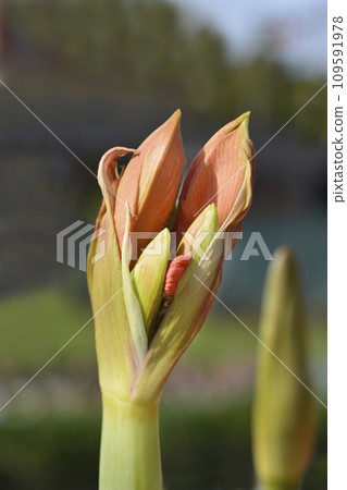 Red Lion Amaryllis Red Lion Amaryllis 109591978