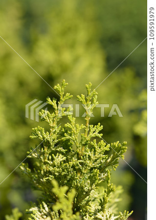 Golden Hinoki cypress Golden Hinoki cypress 109591979