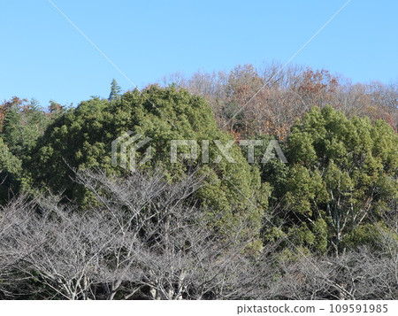 Seishin Central Park in December Kobe City Nishi Ward Park Seishin Central Park in December Kobe City Nishi Ward Park 109591985