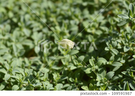Sea campion Sea campion 109591987