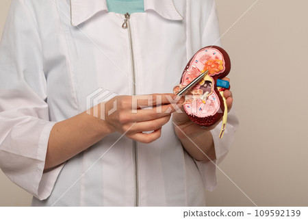Doctor nephrologist pointing on anatomical kidney model in hand. 109592139