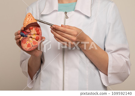 Doctor nephrologist pointing on anatomical kidney model in hand. 109592140