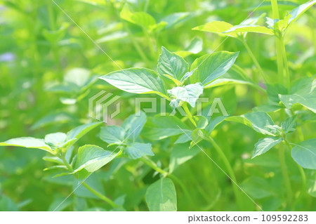 夏季主菜，葉（羅勒葉） 109592283