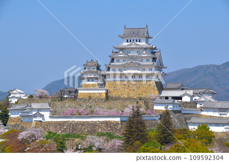 Spring cherry blossoms Himeji Castle Spring cherry blossoms Himeji Castle 109592304
