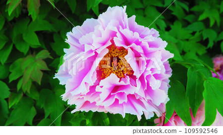 Landscape with pink peonies flowers Landscape with pink peonies flowers 109592546