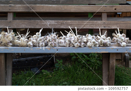 Harvest of garlic lies on a bench. Bunches of garlic in autumn, harvesting. Copy space for text 109592757