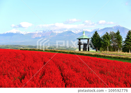 Scenery of Hokkaido Flower Land Kamifurano Scenery of Hokkaido Flower Land Kamifurano 109592776