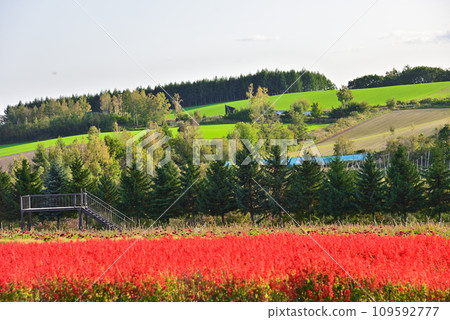 Scenery of Hokkaido Flower Land Kamifurano Scenery of Hokkaido Flower Land Kamifurano 109592777