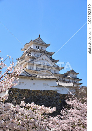 Spring cherry blossoms Himeji Castle Spring cherry blossoms Himeji Castle 109592880