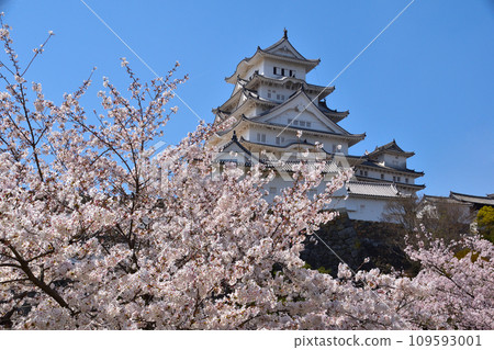 Spring cherry blossoms Himeji Castle Spring cherry blossoms Himeji Castle 109593001