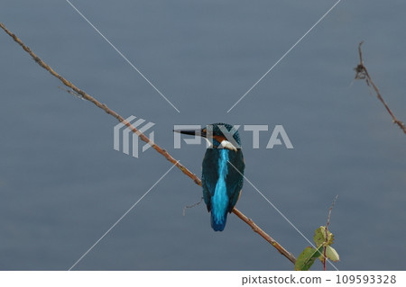 Kingfisher aiming for prey Kingfisher aiming for prey 109593328