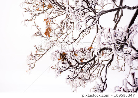 ice frozen branch of a tree with last leaves. misty nature background on a cold winter morning ice frozen branch of a tree with last leaves. misty nature background on a cold winter morning 109593347