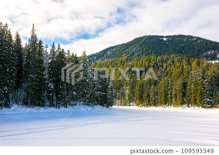 forested mountainous winter landscape. scenery of snow covered synevyr lake in carpathian fir woods on a sunny day . cold cloudy weather 109593349