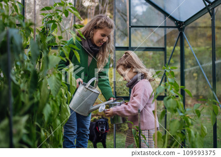 Little girl and mother watering plants in garden, using collected rainwater. Concept of water conservation in garden and family gardening. 109593375