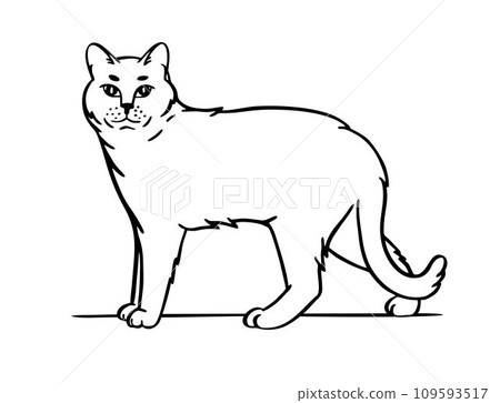 Cat. Hand drawn style. Sketch vector illustration isolated on a white background 109593517