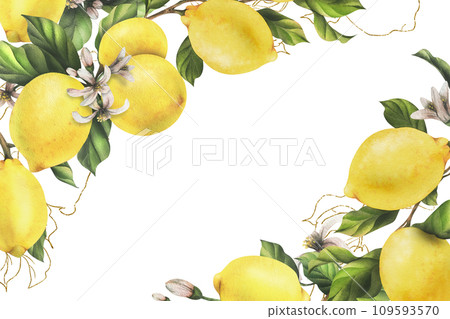 Lemons are yellow, juicy, ripe with green leaves, flower buds on the branches, whole and slices. Watercolor, hand drawn botanical illustration. Frame, template on a white background 109593570