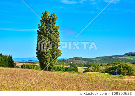 Ken and Mary Tree in Biei, Hokkaido 109593628