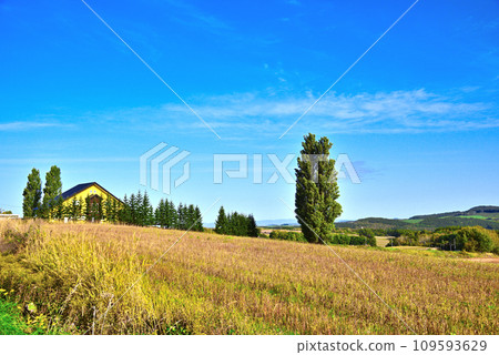 Ken and Mary Tree in Biei, Hokkaido 109593629