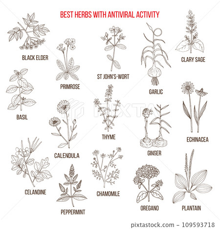 Best herbs with antiviral activity - Stock Illustration [109593718] - PIXTA