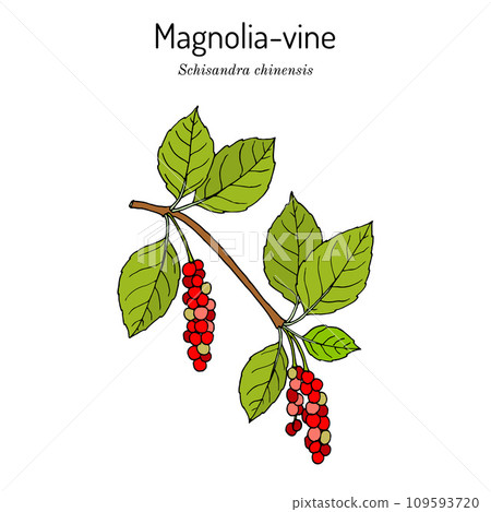 Branch of Chinese Schisandra (five flavor berry). Hand drawn botanical vector illustration 109593720