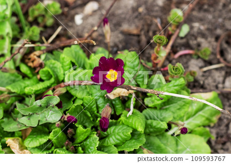 Closeup of small purple flowers and green leaves Closeup of small purple flowers and green leaves 109593767
