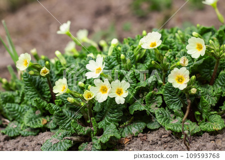 Closeup of small yellow flowers and green leaves Closeup of small yellow flowers and green leaves 109593768