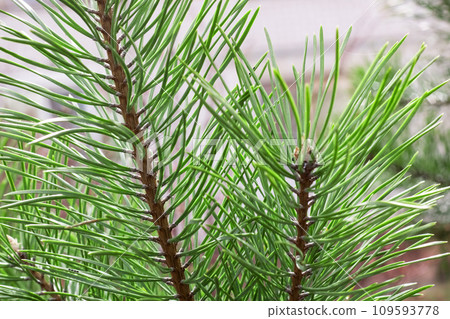 Fir branches with green needles close up 109593778