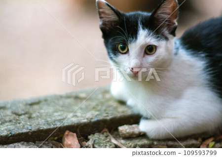 A cute kitten spending a peaceful time in a Japanese forest A cute kitten spending a peaceful time in a Japanese forest 109593799