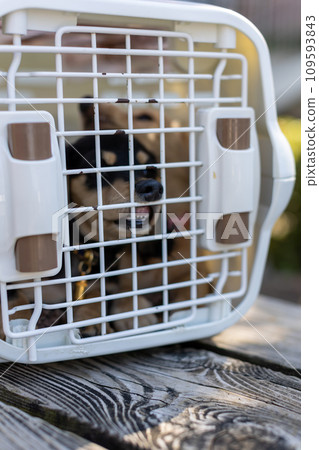 dog in a cage 109593843