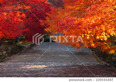 Autumn at Nison-in Temple in Sagano with no people around 109593897