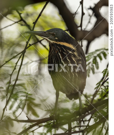 Black bittern or Ixobrychus flavicollis closeup or portrait during winter migration season at keoladeo national park bharatpur bird sanctuary rajasthan india asia 109593983