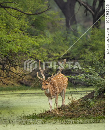 big antler male spotted deer or chital cheetal or axis axis in wild natural green scenic landscape background in winter outdoor wildlife safari at keoladeo national park bharatpur bird sanctuary india 109593996