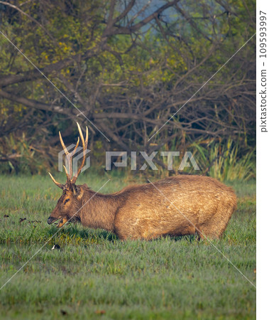 Wild male Sambar deer or rusa unicolor with big antlers long horns in natural scenic landscape wetland at forest of central india Wild male Sambar deer or rusa unicolor with big antlers long horns in natural scenic landscape wetland at forest of central india 109593997