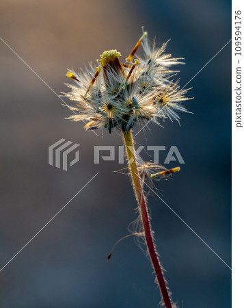 The seed of a Tridax Daisy flower when withering 109594176