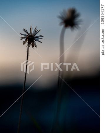 Close-up the dried seed of a Tridax Daisy flower when withering Close-up the dried seed of a Tridax Daisy flower when withering 109594177