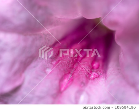 Delicate pink petals of the Wild Petunia flower 109594190