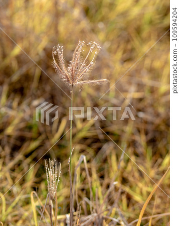 Grass flowers in the wasteland along the road Grass flowers in the wasteland along the road 109594204