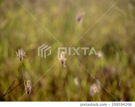 Grass flowers in the field and warm red light in the morning 109594206