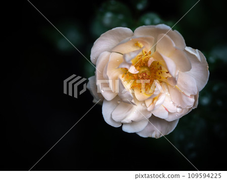Shape and colors of imperfect roses that blooming in Tropical climates 109594225