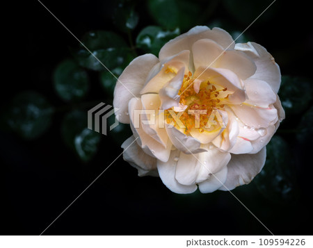 Shape and colors of imperfect roses that blooming in Tropical climates 109594226