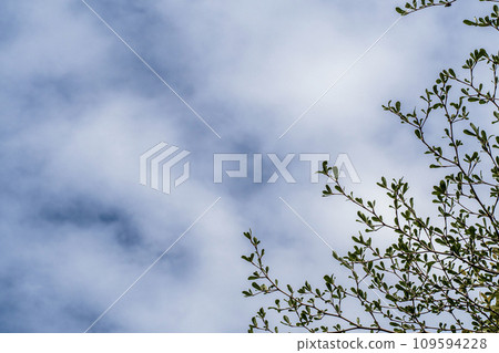 Ivory Coast almond leaves and the cloud in the blue sky Ivory Coast almond leaves and the cloud in the blue sky 109594228