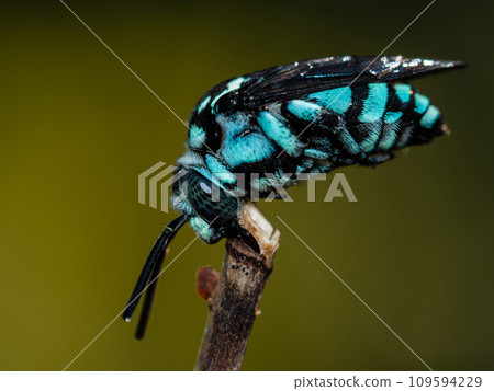 A neon cuckoo bee sleeping on a dry rose stalk A neon cuckoo bee sleeping on a dry rose stalk 109594229