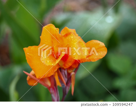 Landscape with orange cannas 109594247