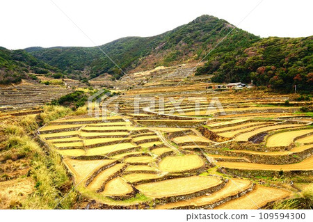 長崎縣平戶市春日村的梯田 109594300