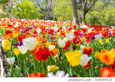 [Flower material] A field of tulips [Nagano Prefecture] 109594514