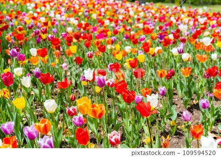 [Flower material] A field of tulips [Nagano Prefecture] 109594520