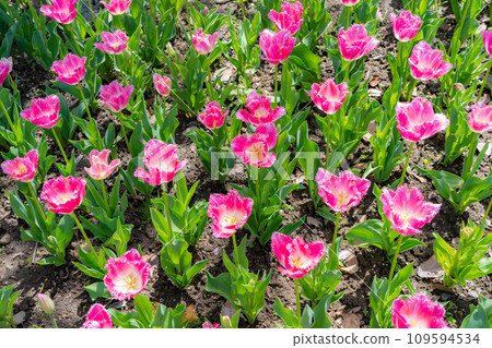 [Flower material] A field of tulips [Nagano Prefecture] 109594534